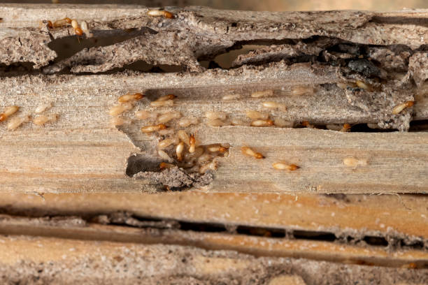 Best Pest Control for Homes  in Lodi, CA